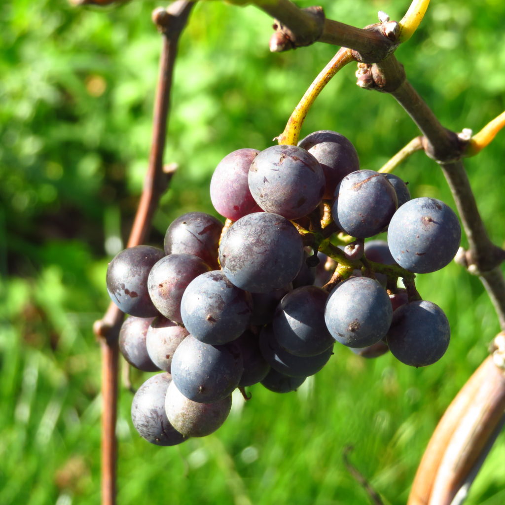 progulka-v-vinogradnikah