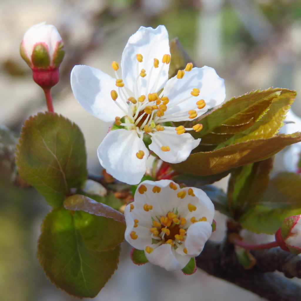 Дыхание весны